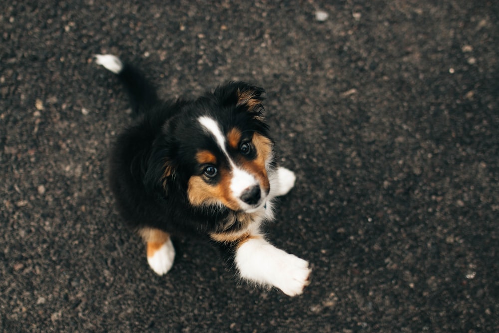 black, white, and brown puppy sitting on ground