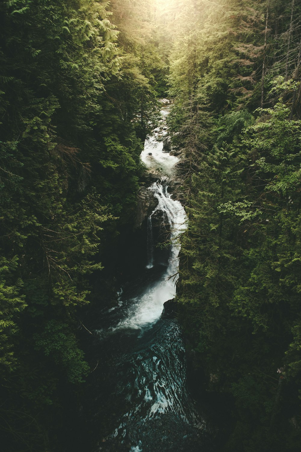 river surrounded by trees