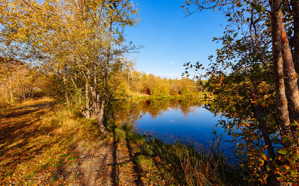 body of water surrounded by trees under clear blue sky