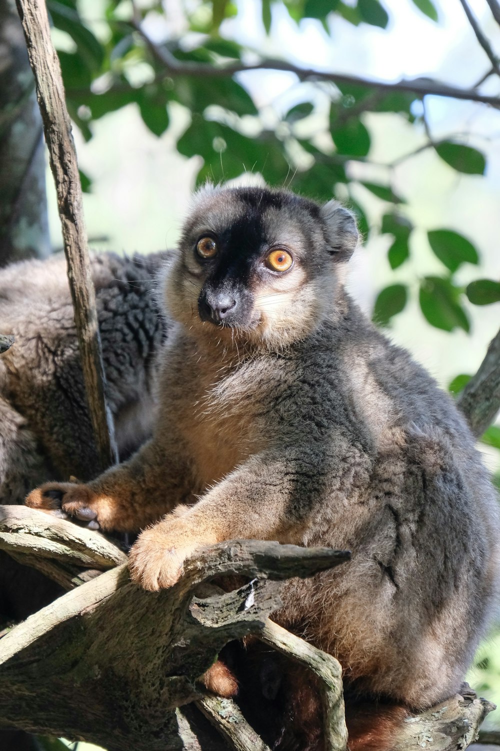 black and brown animal on branch photo