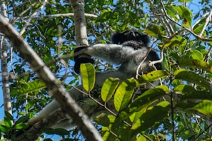 A primate with black and white fur is perched high in a tree amidst a dense canopy of green leaves. The sky is partially visible through the foliage.