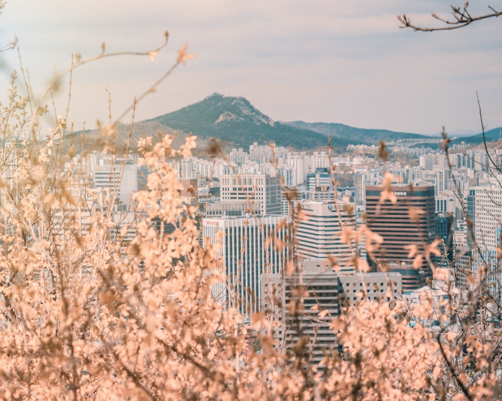 도시의 조감도 사진