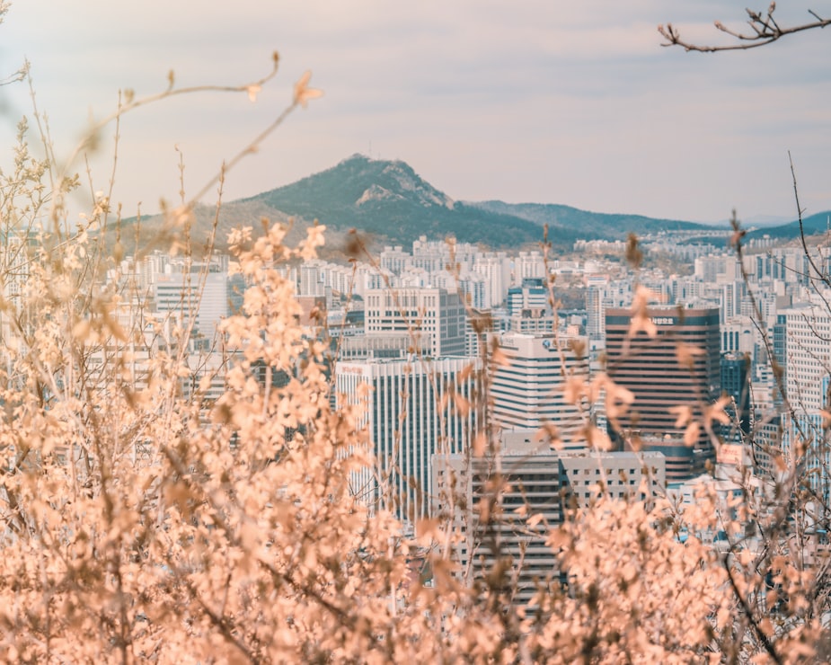Cherry blossom branches obscuring the view of Seoul, South Korea.