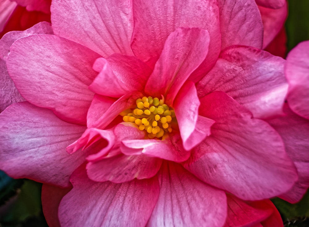 fleur à pétales roses en photographie en gros plan