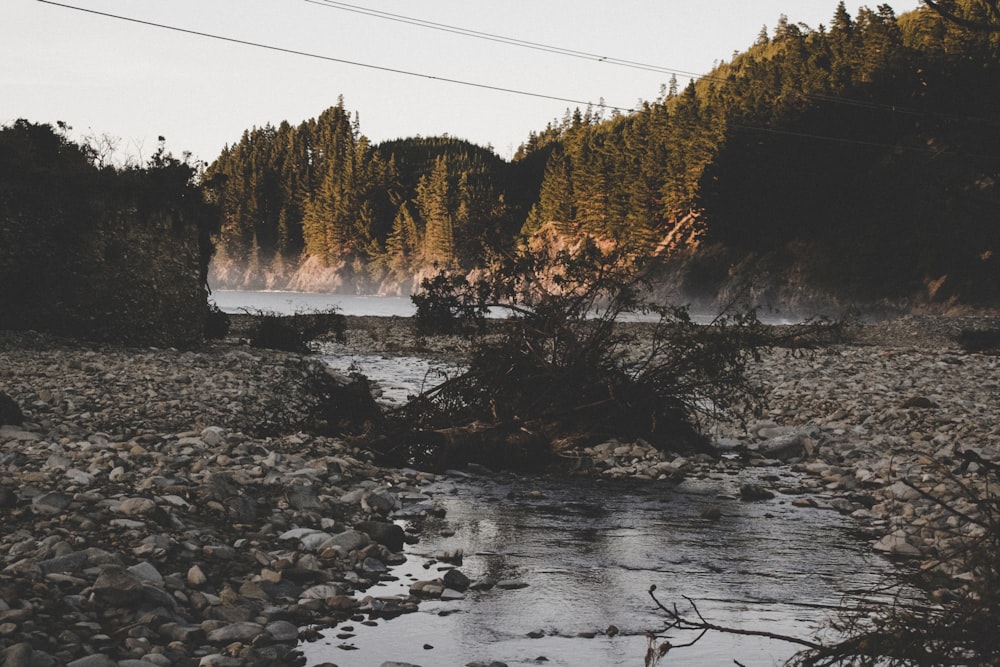 driftwood on body of water