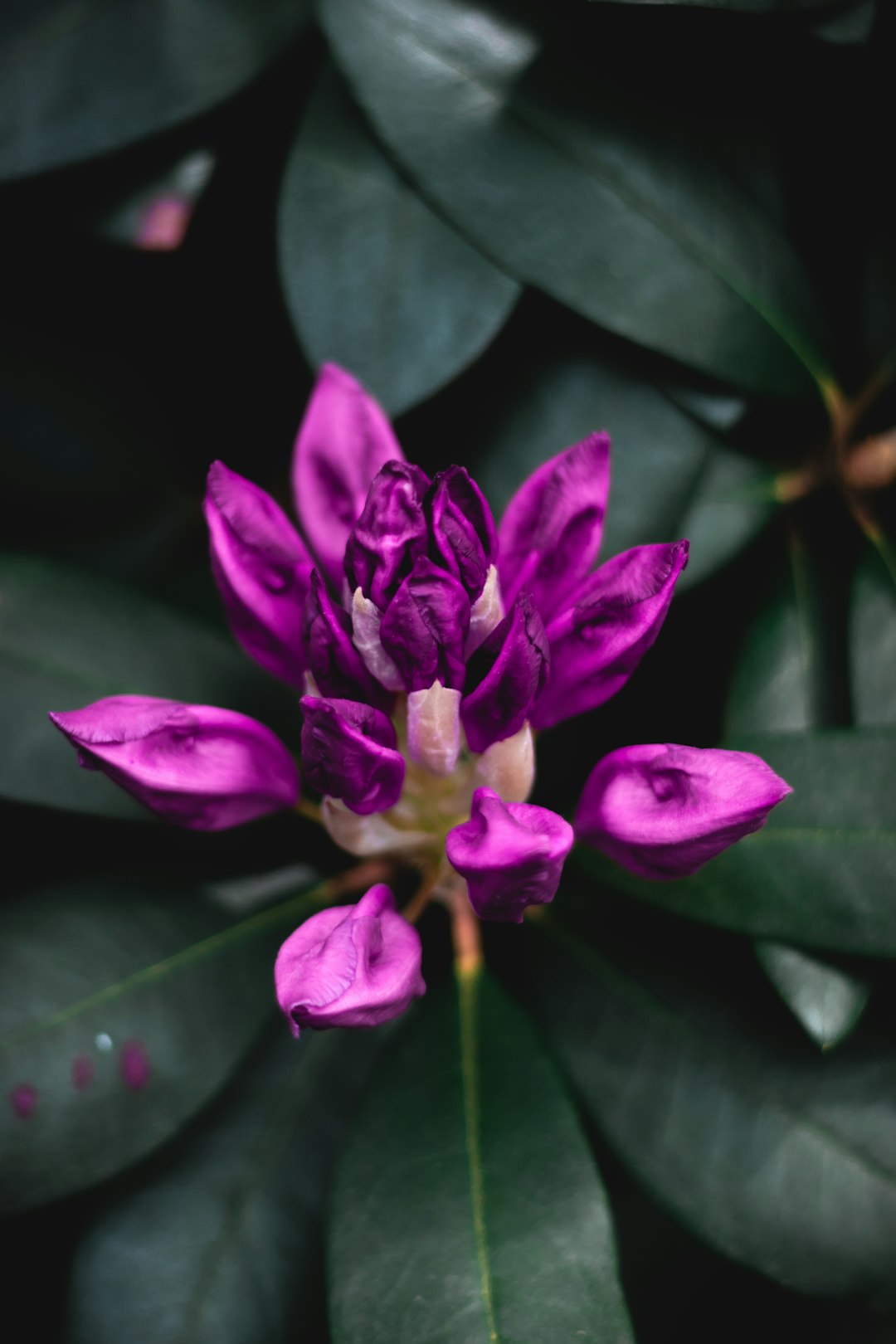 selective photography of purple petaled flower