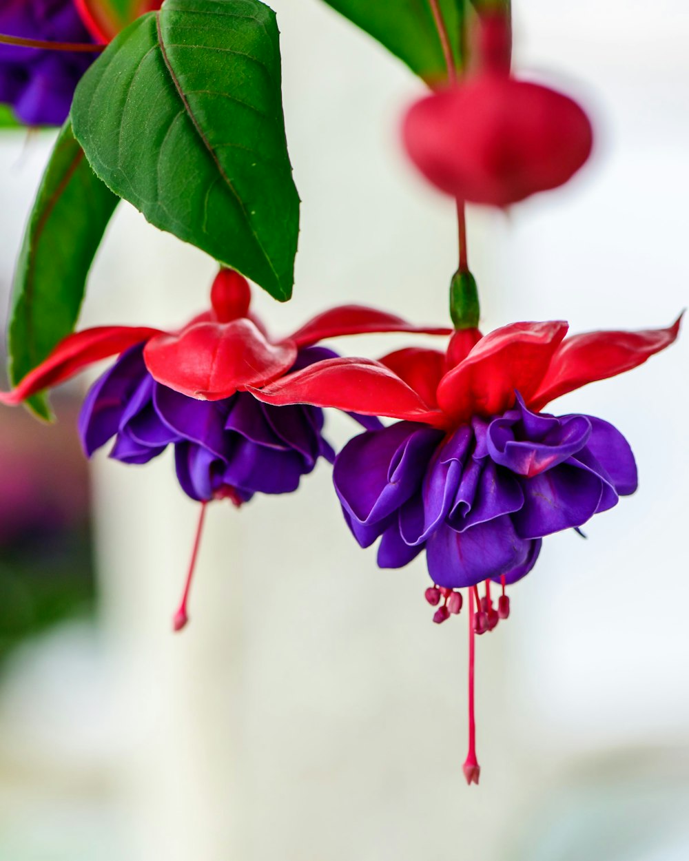 활짝 핀 보라색과 빨간색 자홍색 꽃의 선택적 초점 사진