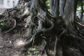 Close-up of bamboo roots underground, illustrating the unseen foundation of transformation.