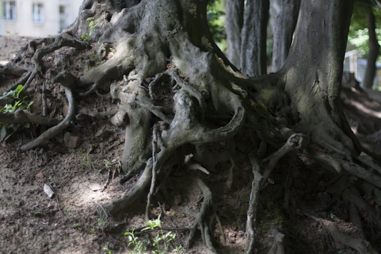 Close-up of bamboo roots underground, illustrating the unseen foundation of transformation.