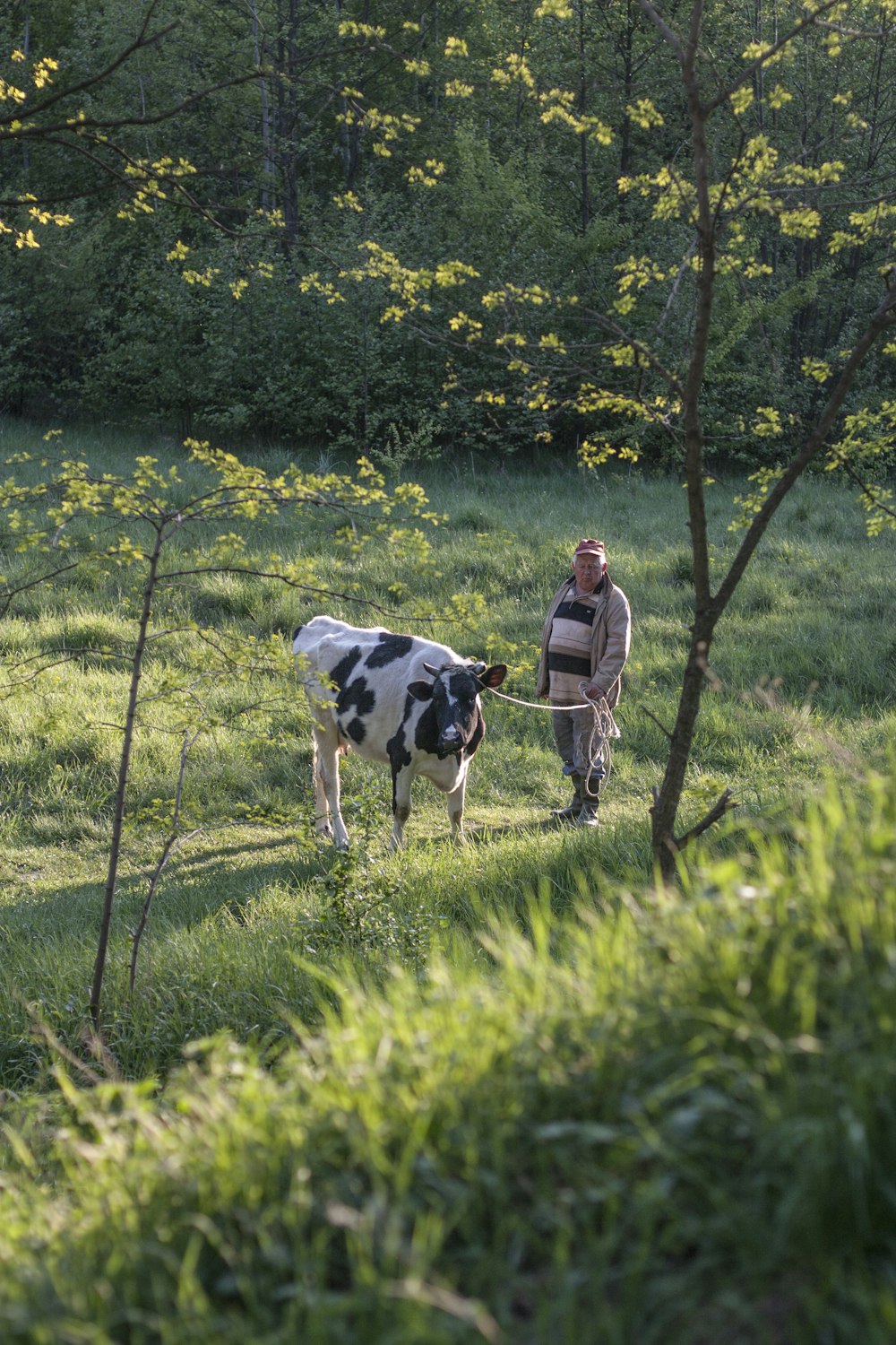 man in front cow on green grass field