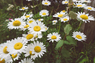 A bunch of daisies with white petals and yellow centers.