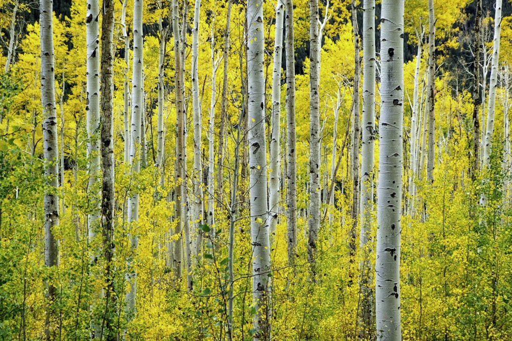 yellow-leafed forest
