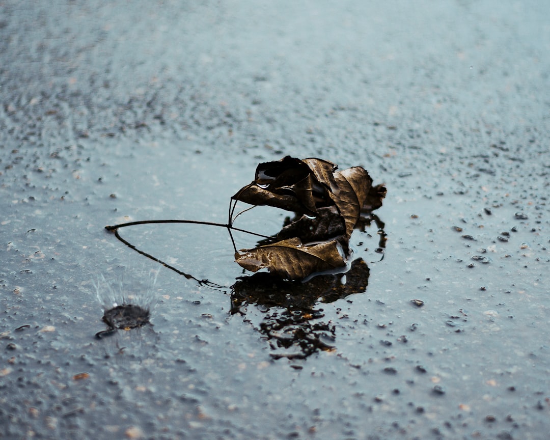 dried leaf on wet concrete ground