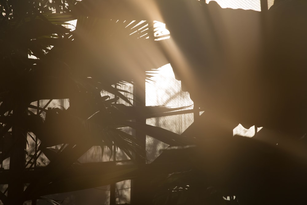 silhouette photography of man sitting near plant