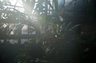 Sunlight streaming through a greenhouse where vegetables are grown before being bottled.