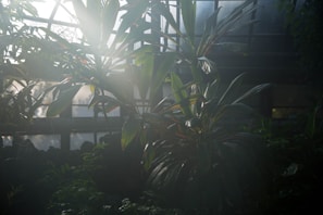 Sunlight streaming through greenhouse windows onto rows of vibrant vegetable plants