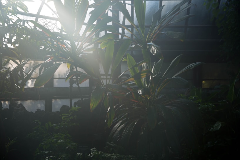 Sunlight streaming through the automated greenhouse filled with vibrant produce and blooming flowers.