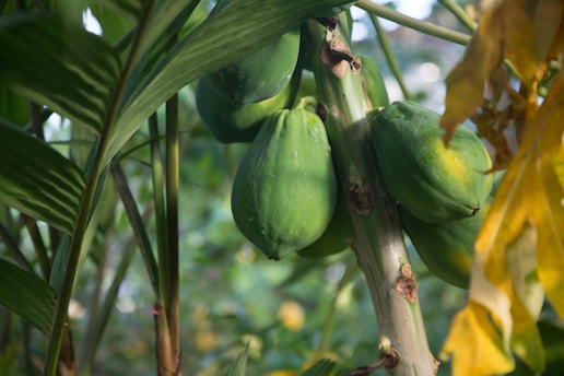 Several large, green papayas hang from a branch among lush leaves. The surrounding foliage is vibrant and abundant, with hints of yellow in some leaves.