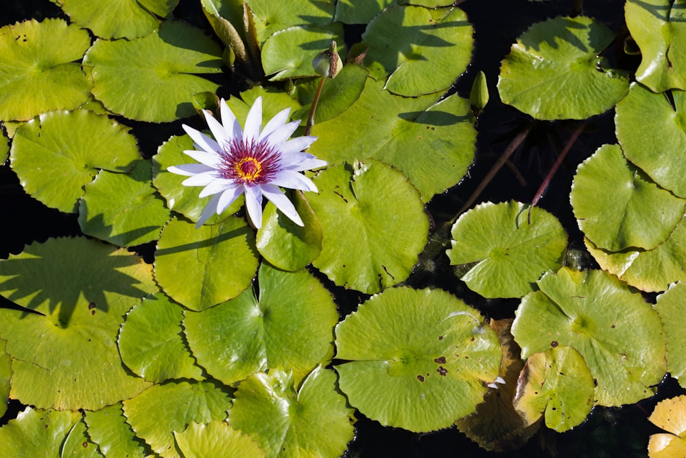 white flower on water lilies