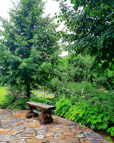 An outdoor wooden bench surrounded by lush greenery, showcasing rustic charm.