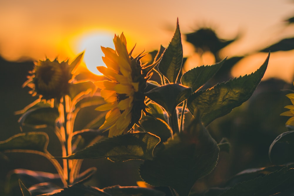 selective focus photography of yellow sunflower during sunset