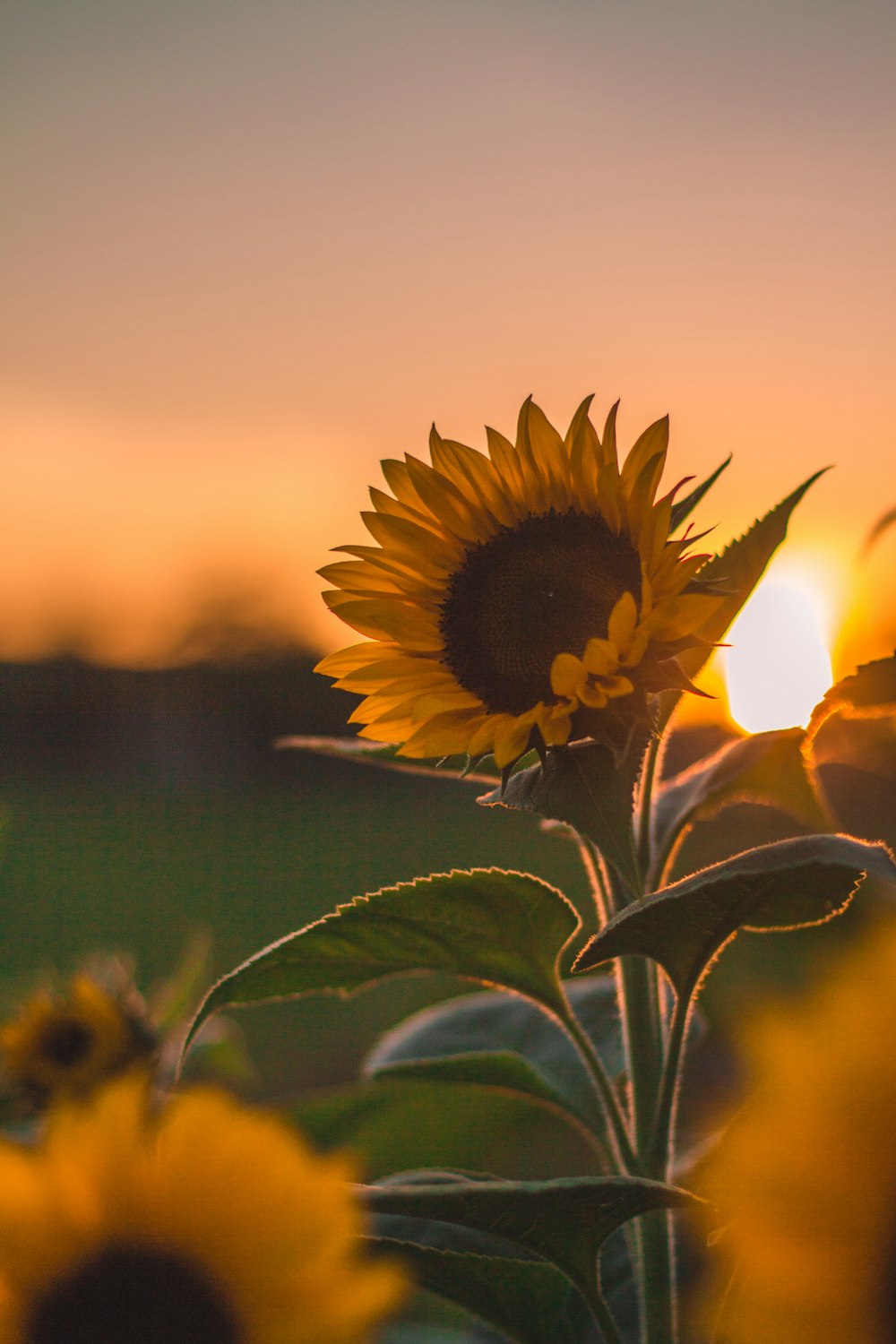 sunflower