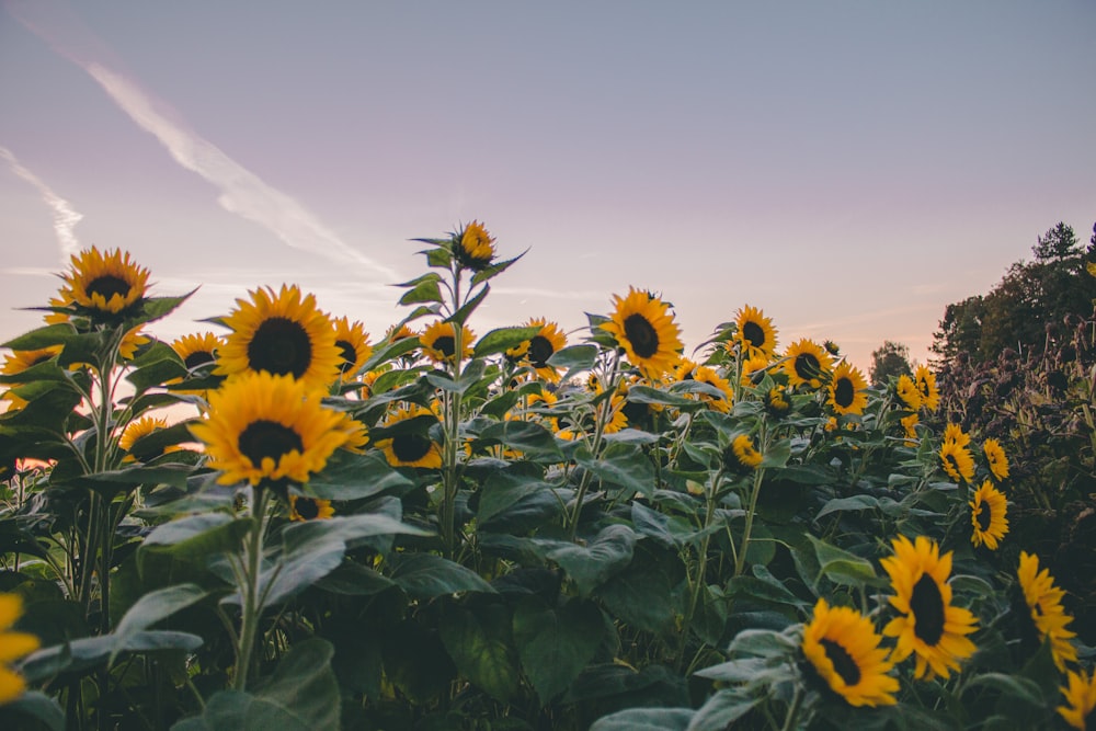 sunflowers under gray sky