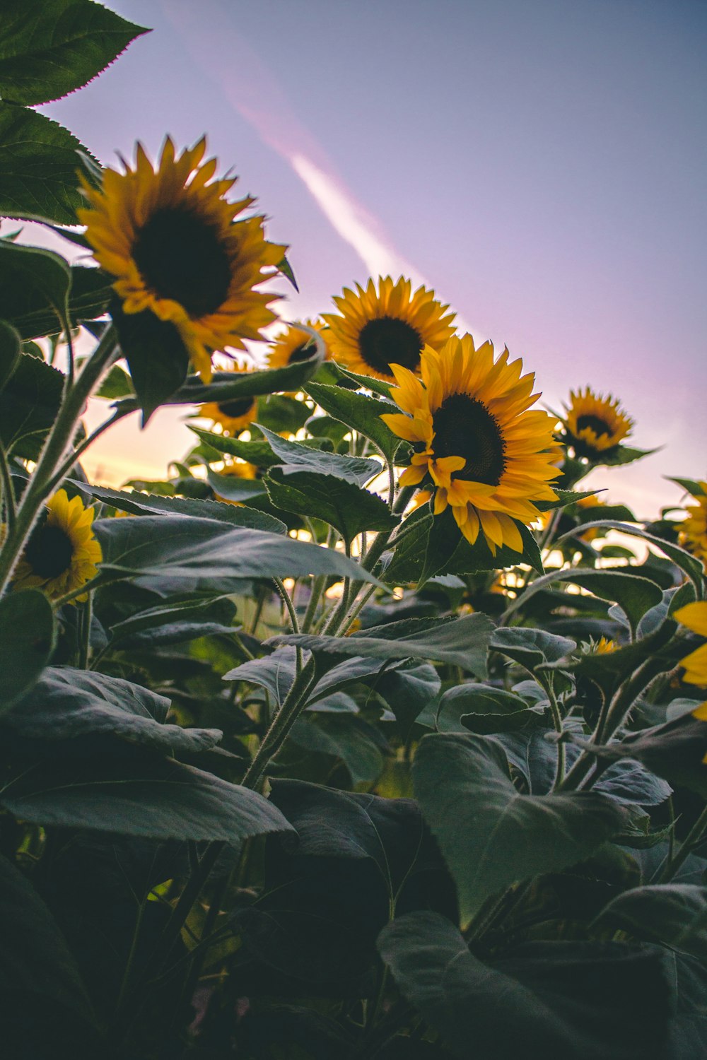 sunflowers in macro lens photography