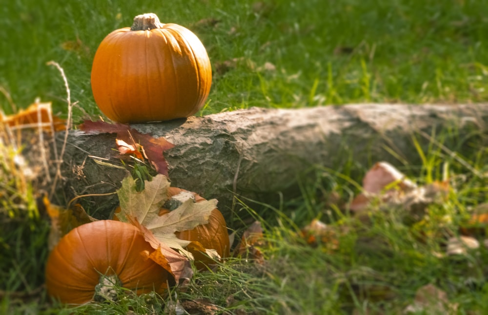 Calabazas marrones en las raíces de los árboles