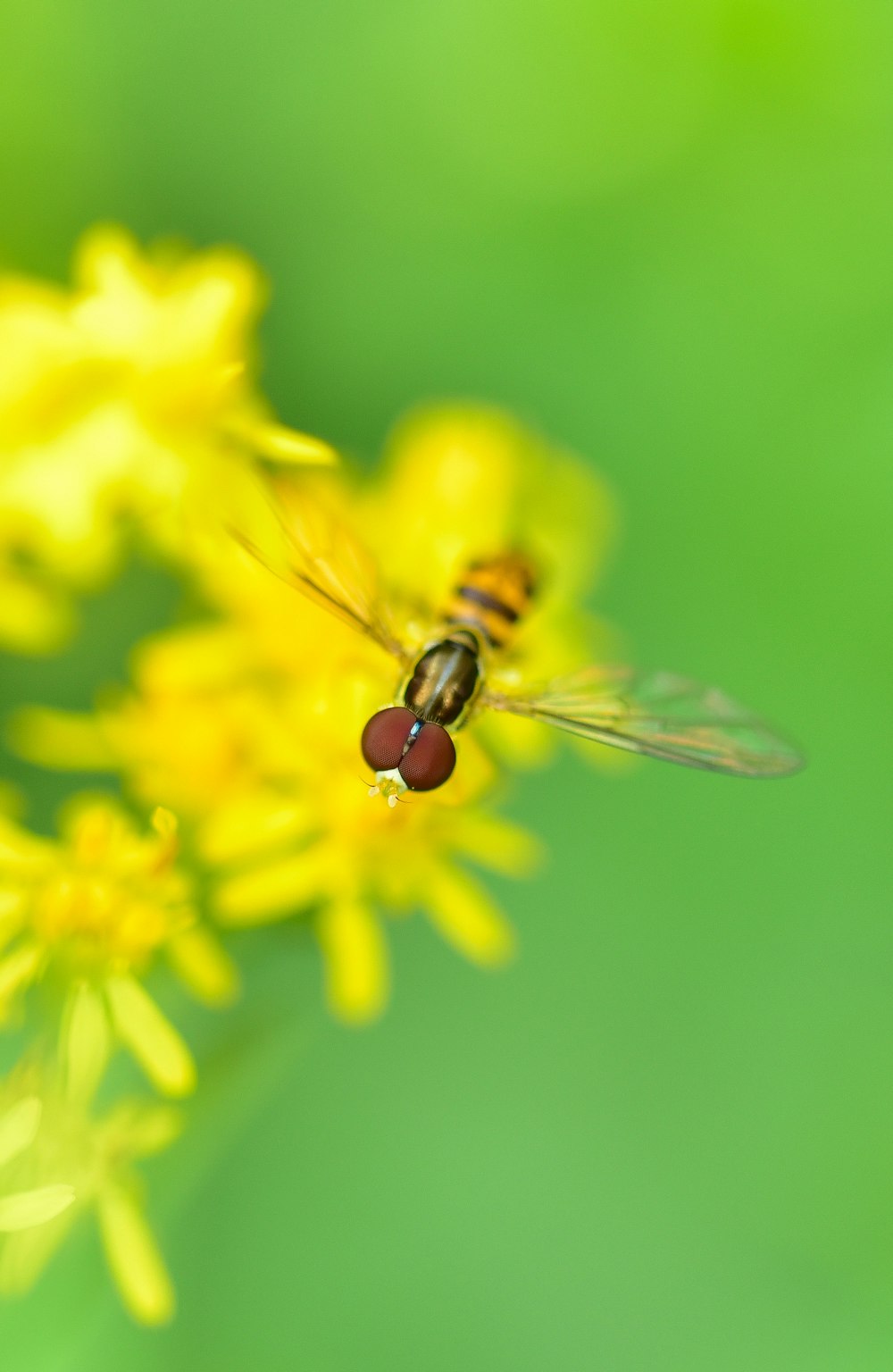 Biene sammelt Nektar zu einer Blume