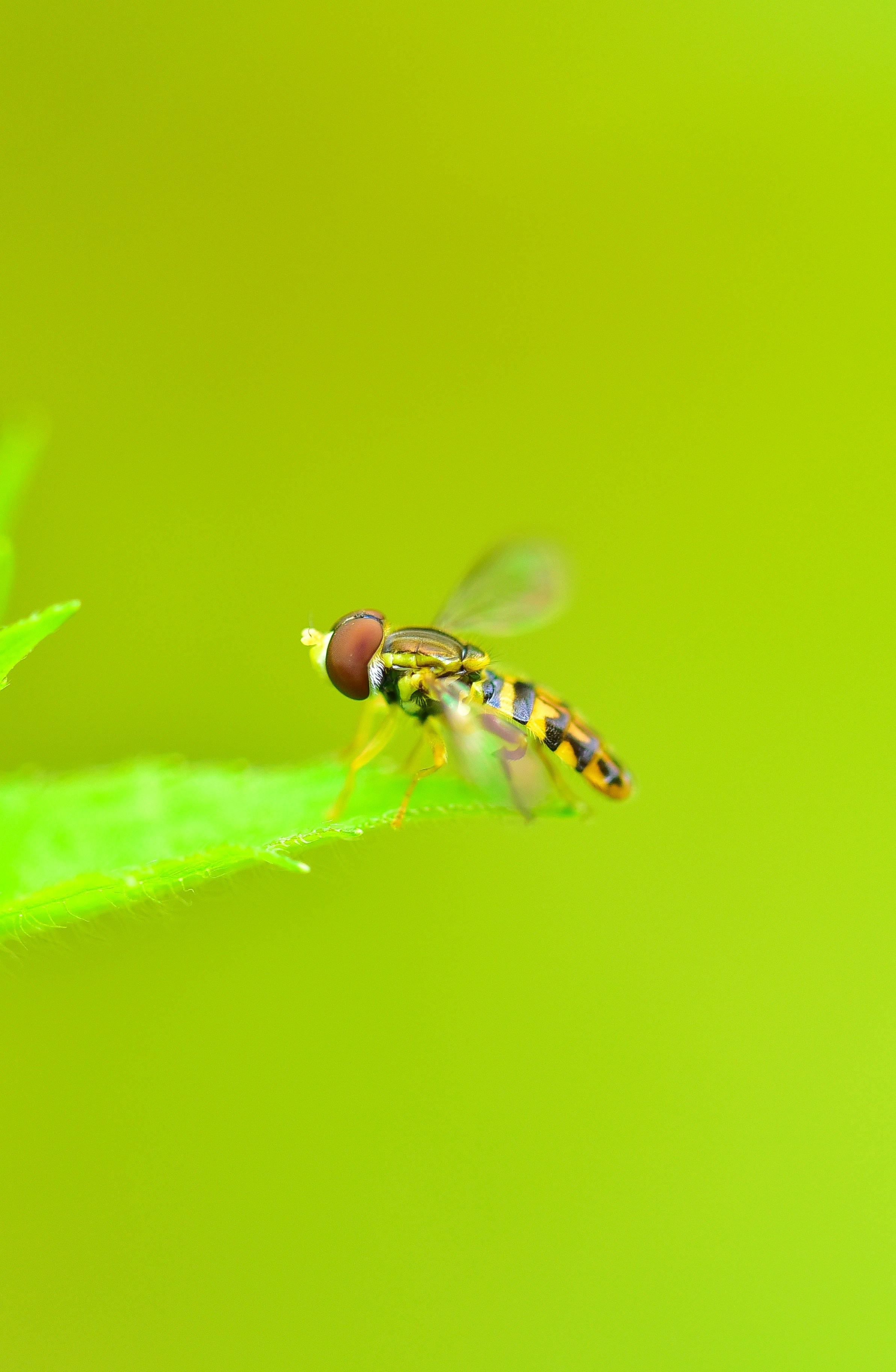 Fotografia macro de hoverfly na folha