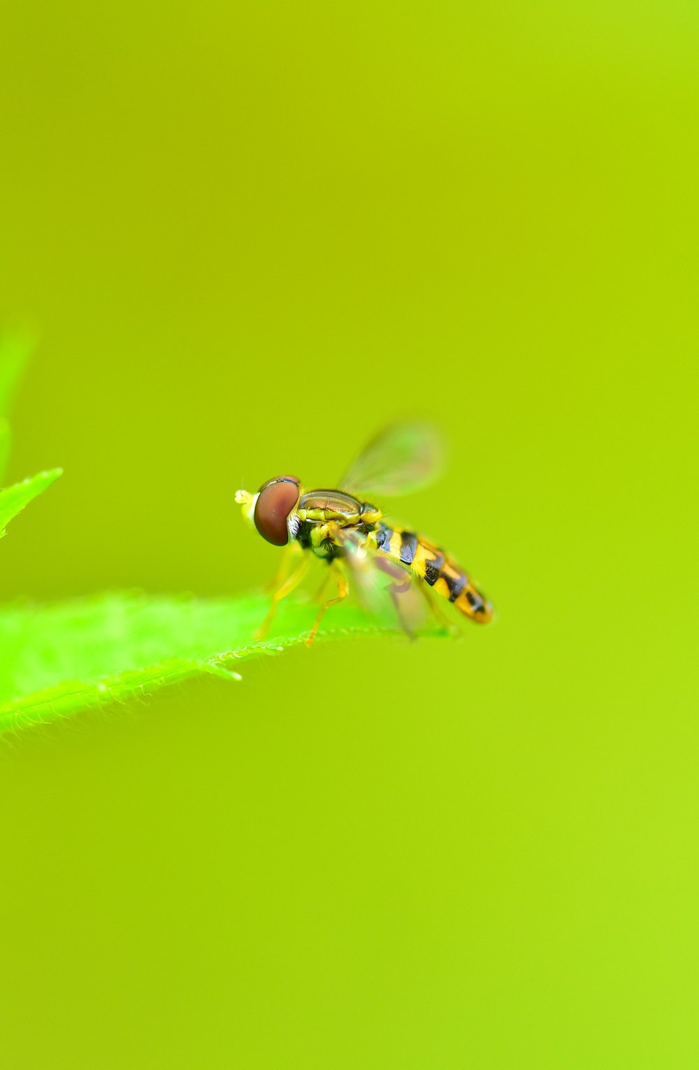macro photography of hoverfly on leaf