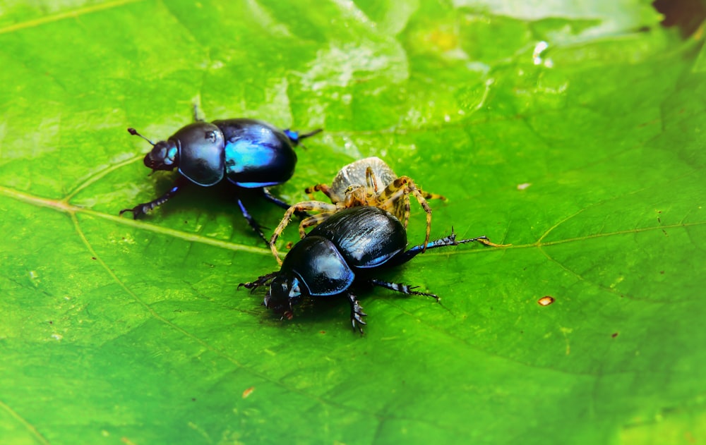 two black dung beetles on leaf