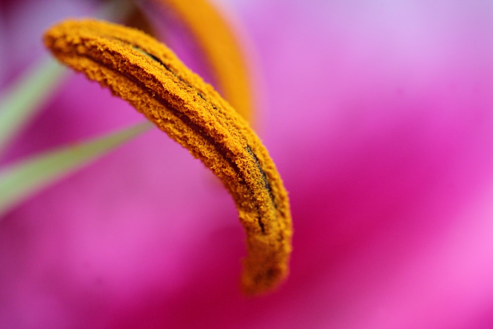 eine Nahaufnahme einer rosa Blume mit gelbem Staubblatt