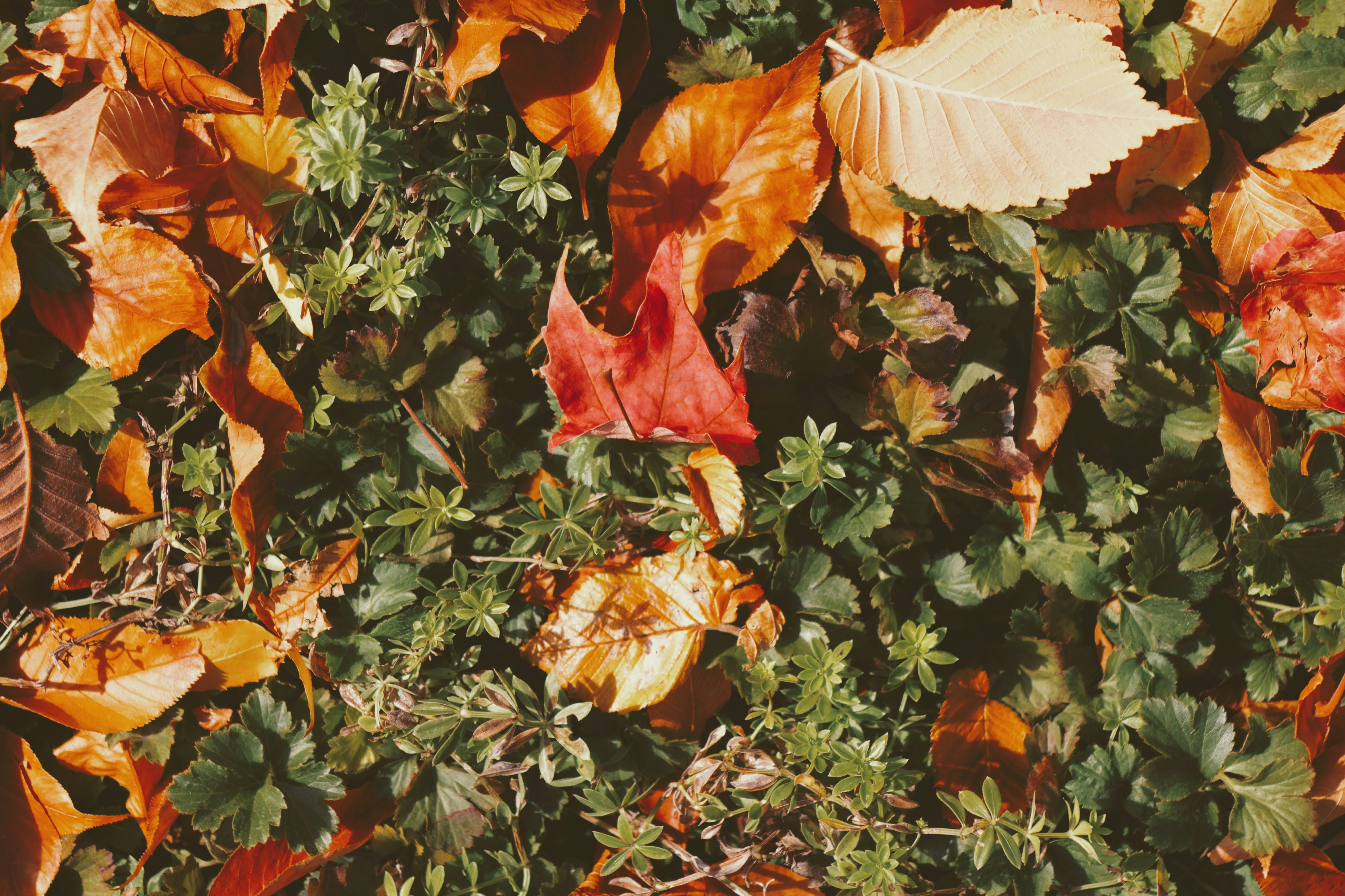 Photo by joshua_hoehne