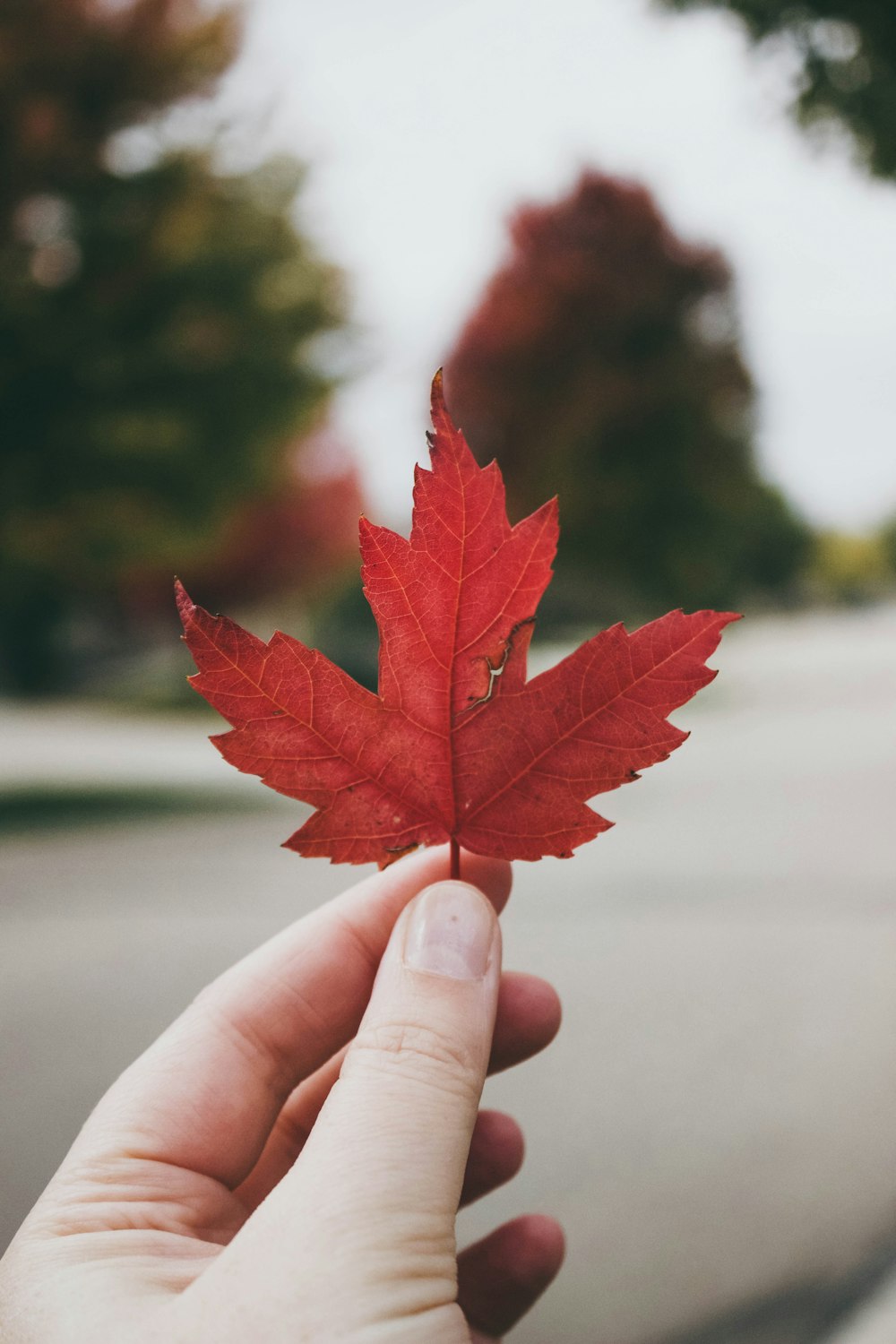selective focus photography of red maple leaf