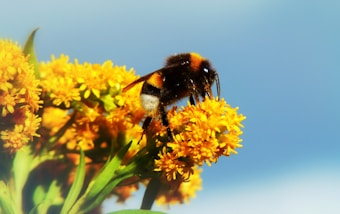 A bumblebee is perched on a vibrant yellow flower against a clear blue sky. The bee's fuzzy body and delicate wings are visible, and the flower is part of a cluster of similar blooms with green leaves.