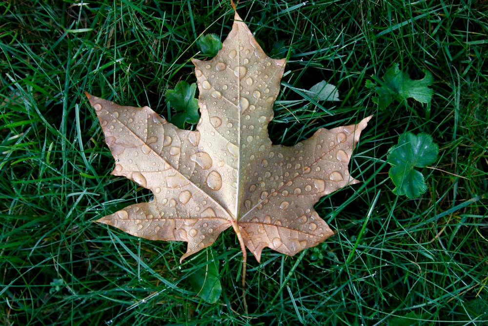 brown maple leaf on green grass during day time '
