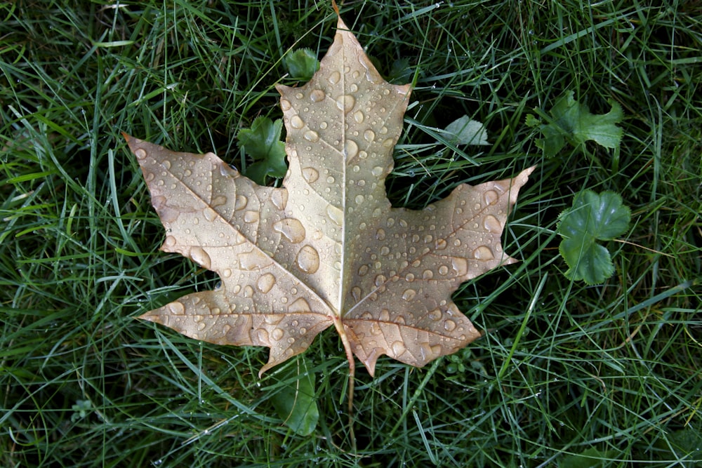 hoja de arce marrón sobre hierba verde durante el día '