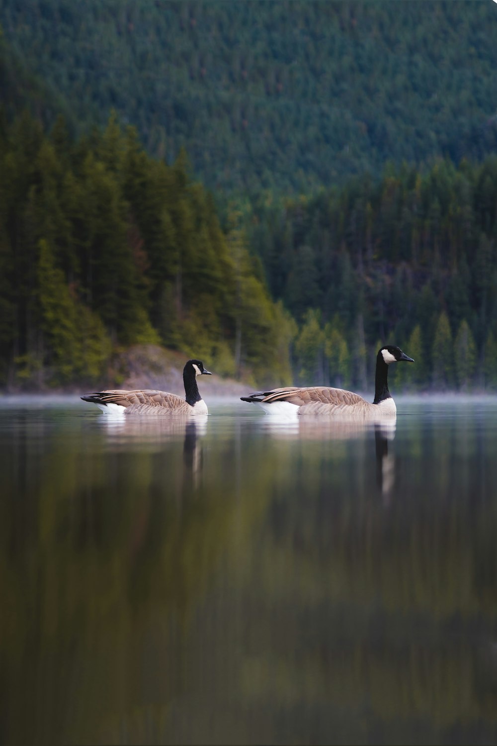 two Canada geese on body of water during daytime