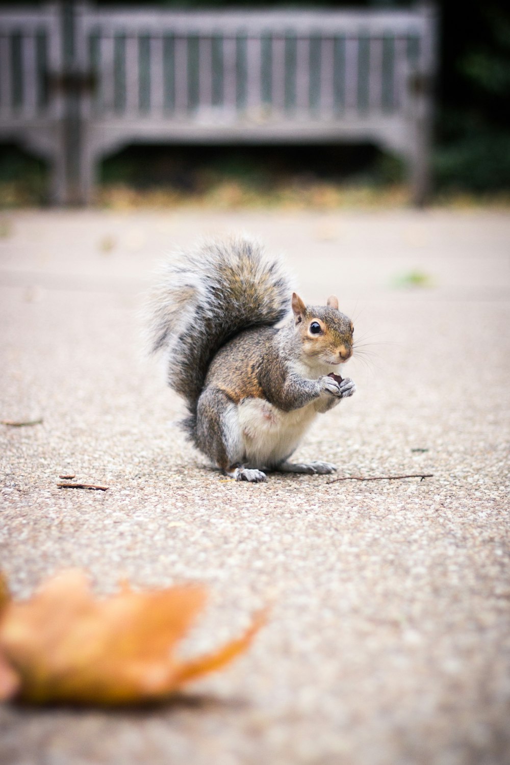 black and white squirrel