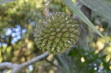 A close-up view of a round, green tropical fruit hanging from a tree. The fruit has a segmented appearance with numerous conical protrusions. The background is a blur of green foliage and dappled sunlight, suggesting a lush, forested environment.