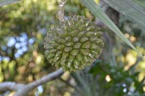 A close-up view of a round, green tropical fruit hanging from a tree. The fruit has a segmented appearance with numerous conical protrusions. The background is a blur of green foliage and dappled sunlight, suggesting a lush, forested environment.