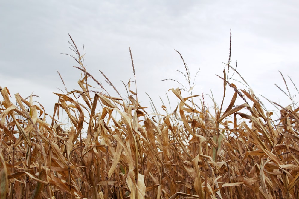 corn field under gray sky