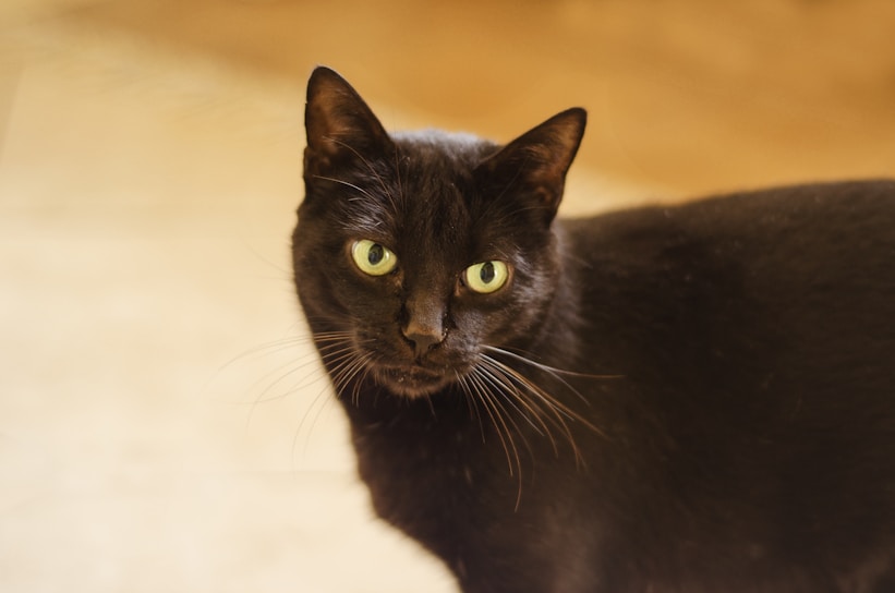A black cat with bright green eyes is gazing attentively. The lighting highlights the sleekness of its fur and the details of its facial features. The background is a soft, muted beige, which creates a contrast that emphasizes the cat's dark coat.
