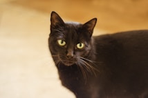 A black cat with bright green eyes is gazing attentively. The lighting highlights the sleekness of its fur and the details of its facial features. The background is a soft, muted beige, which creates a contrast that emphasizes the cat's dark coat.