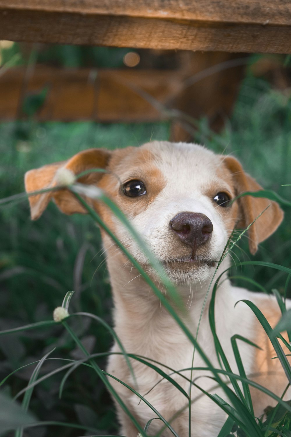 short-coated white and tan puppy on grass