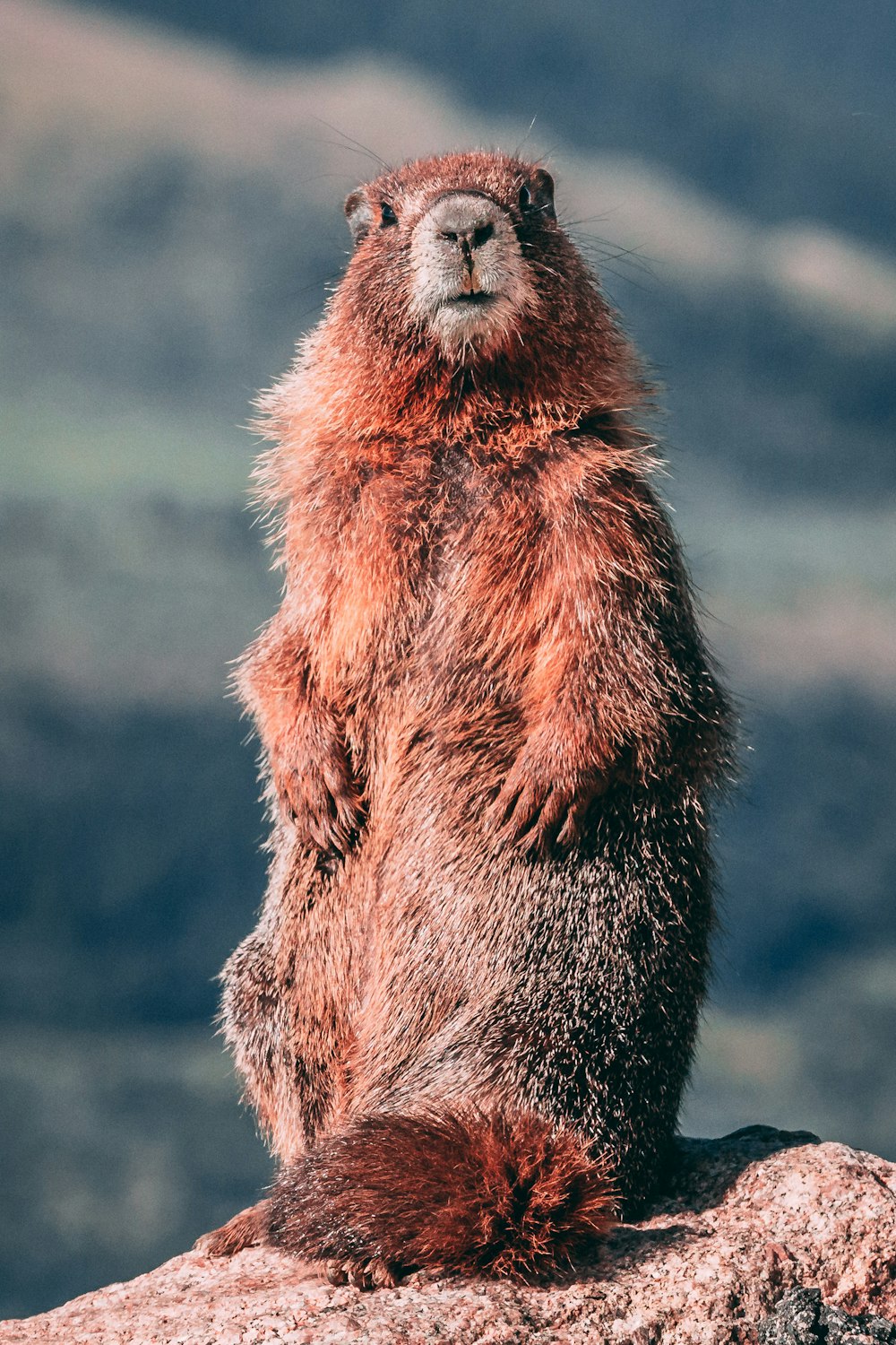 Fotografía de enfoque selectivo de roedores