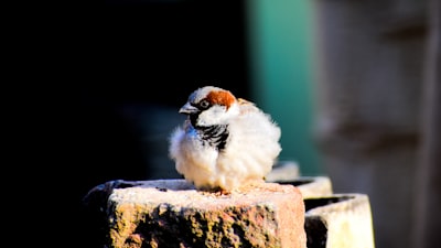 white bird sitting on rock