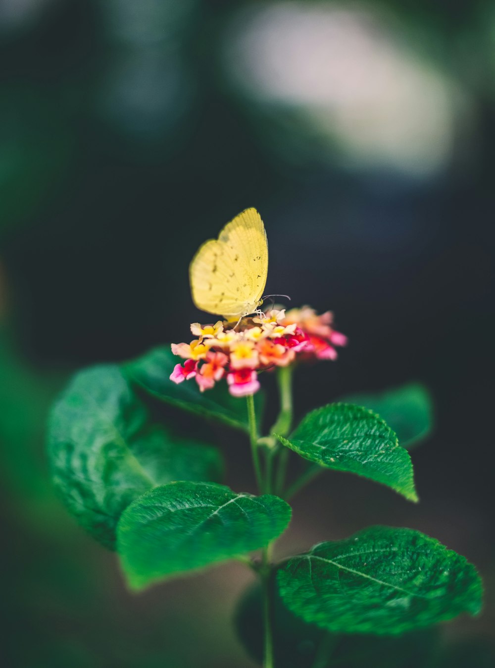 macro photography of brimstone butterfly on flower